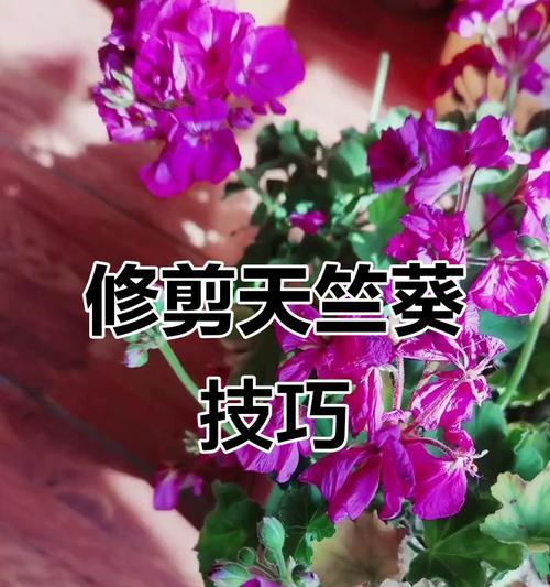 天竺葵耐热吗？如何正确养护？