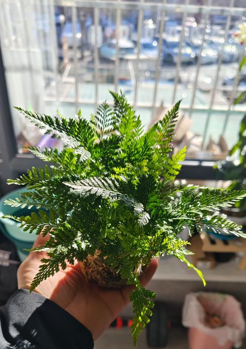 狼尾蕨浇水控制技巧有哪些？