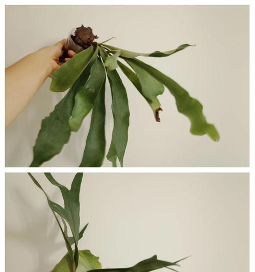 狼尾蕨浇水控制技巧有哪些？