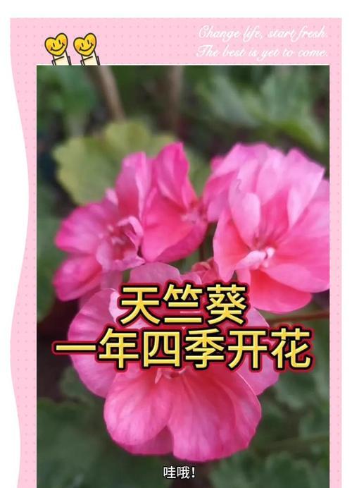 天竺葵正品种子播种方法是什么？