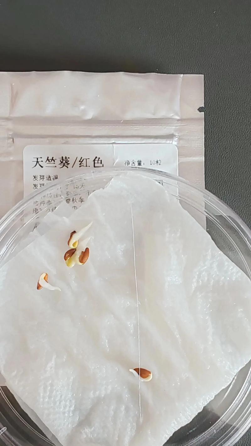 天竺葵正品种子播种方法是什么？
