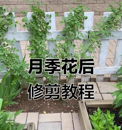 月季开三花后如何修剪？修剪技巧是什么？