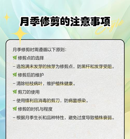 月季开三花后如何修剪？修剪技巧是什么？
