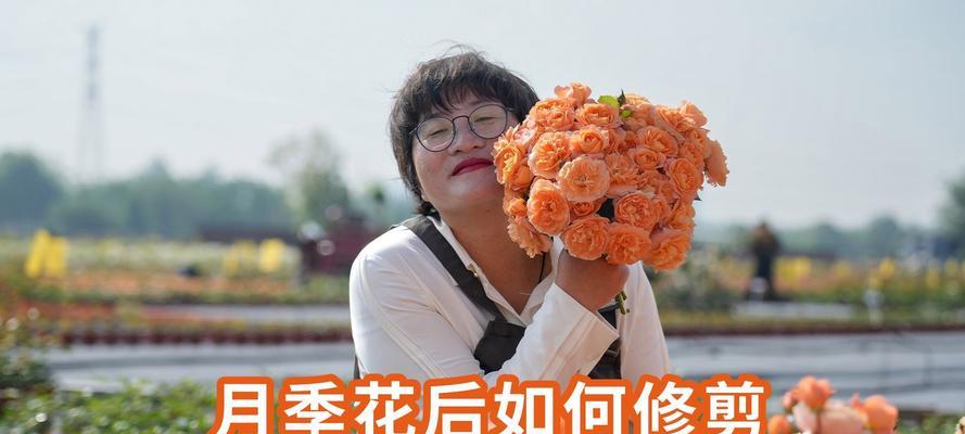 月季开三花后如何修剪？修剪技巧是什么？