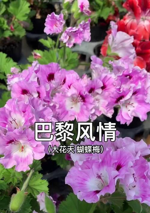天竺葵紫色玫瑰好养吗怎么养？有哪些养护技巧可以分享？