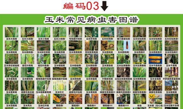 水稻玉米栽培技术要点是什么？