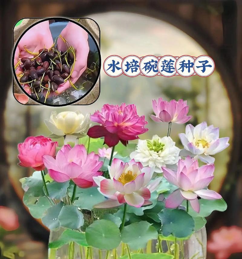 水培莲子怎么栽培？有哪些关键技术要点？