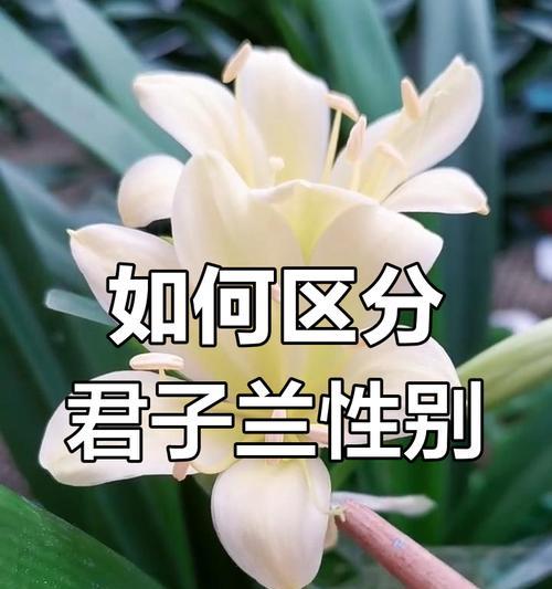 君子兰根系生长状况如何判断？如何促进根系健康？