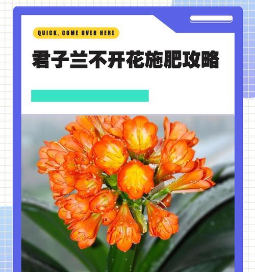 君子兰根系生长状况如何判断？如何促进根系健康？