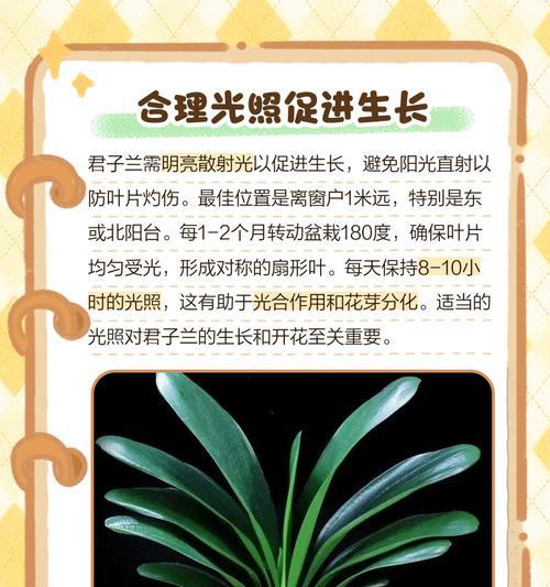 如何养护开花君子兰使其更健康？