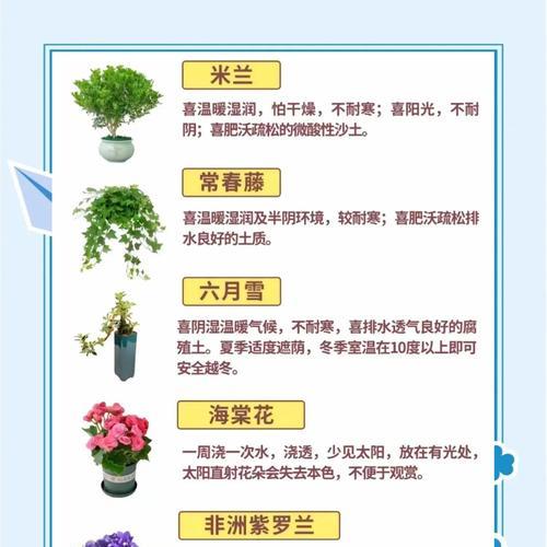 如何养护开花君子兰使其更健康？