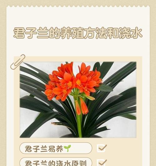如何养护开花君子兰使其更健康？