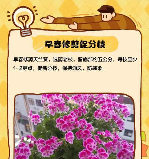 天竺葵过高叶子繁多如何处理？