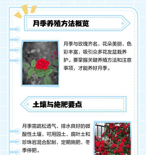 盆栽月季施肥的最佳时机？如何正确施肥以促进月季生长？