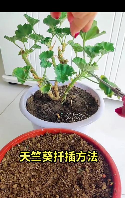 扦插天竺葵的正确打理方法是什么？