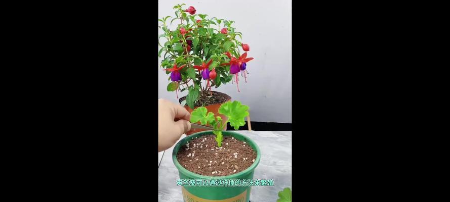 扦插天竺葵的正确打理方法是什么？