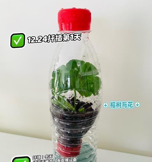 扦插天竺葵的正确打理方法是什么？