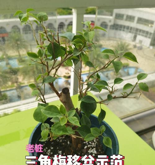三角梅造型桩的种植技巧是什么？