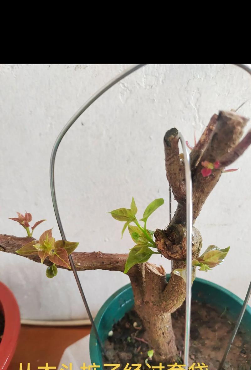 三角梅造型桩的种植技巧是什么？