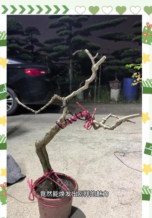 三角梅造型桩的种植技巧是什么？
