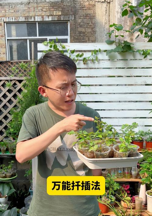 高温环境下月季扦插方法：如何提高成活率？