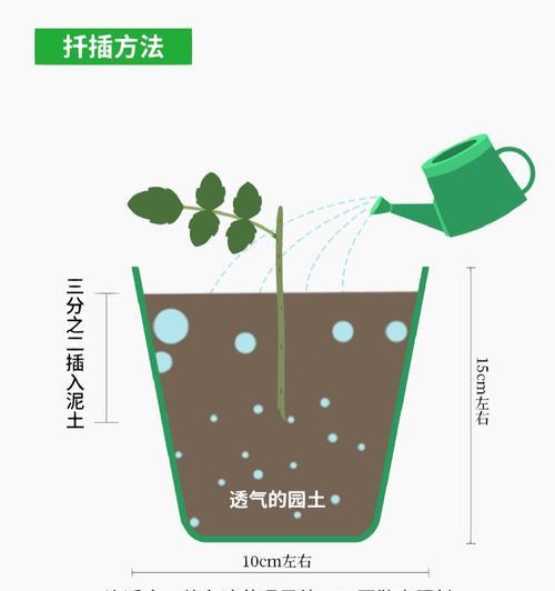 高温环境下月季扦插方法：如何提高成活率？