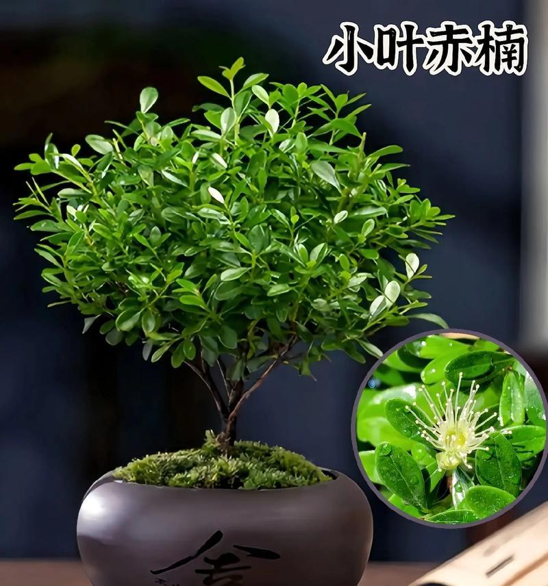 楠木叶子尖发黄的原因是什么？如何解决？