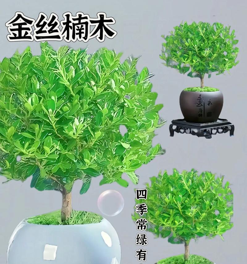 楠木叶子尖发黄的原因是什么？如何解决？