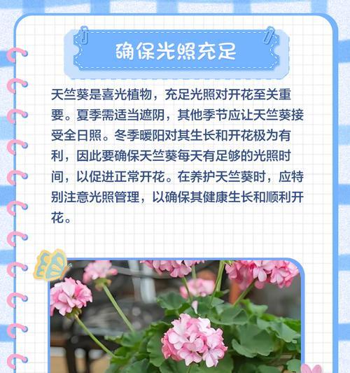 天竺葵生长过高怎么办？如何控制其高度？