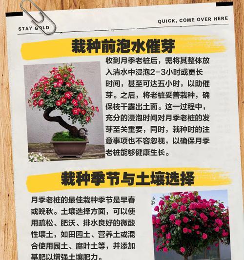 月季王妃插花的养护技巧有哪些？