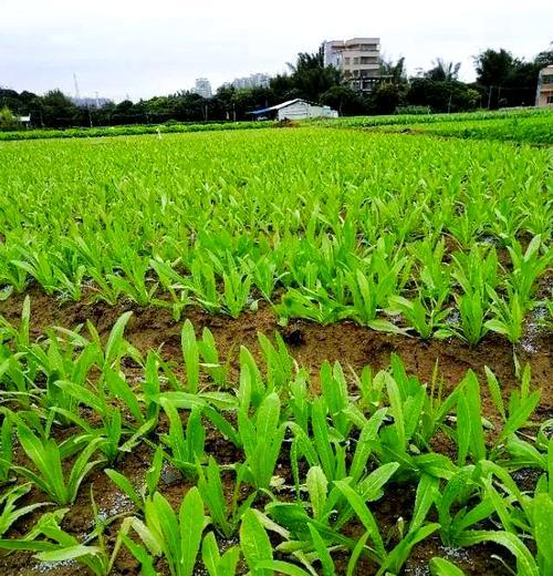 四川夏天适合播种哪些蔬菜？种植前需要了解什么？