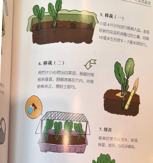 种蔬菜浇水的正确方法是什么？如何科学地为蔬菜浇水？