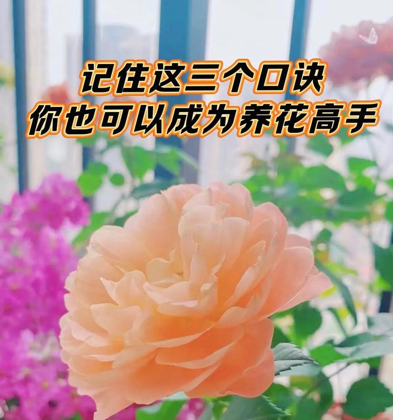 养花新手必备技巧有哪些？如何快速成为养花高手？