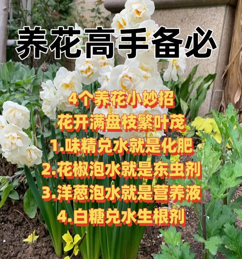 养花新手必备技巧有哪些？如何快速成为养花高手？