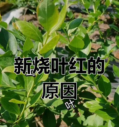 蓝莓叶子发黄的原因及处理方法是什么？