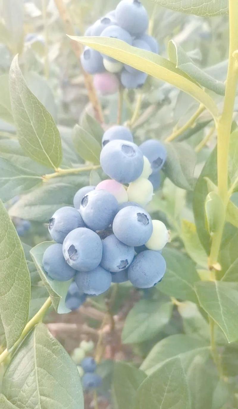 蓝莓叶子发黄的原因及处理方法是什么？