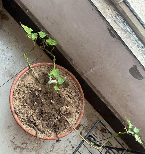 播种后能收获哪些常见植物？