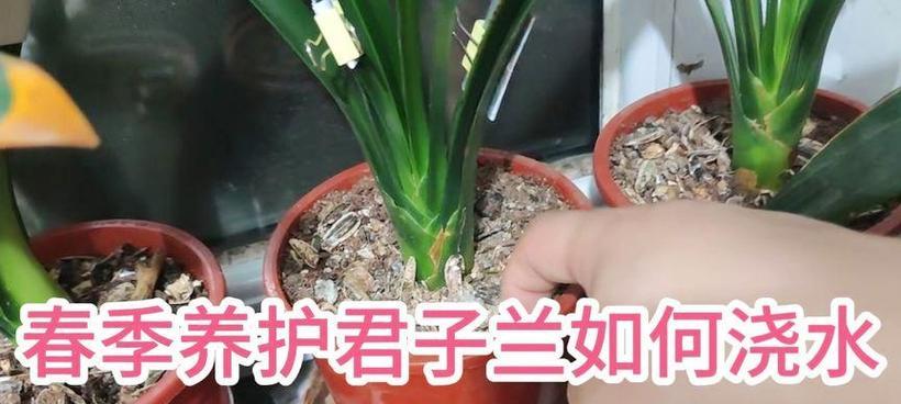 新换君子兰的正确浇水方法是什么？
