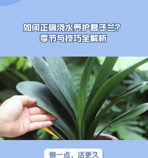新换君子兰的正确浇水方法是什么？