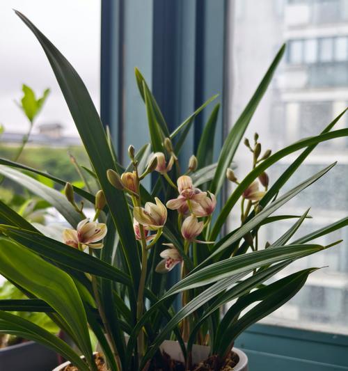 四川有哪些常见的野生兰科植物？