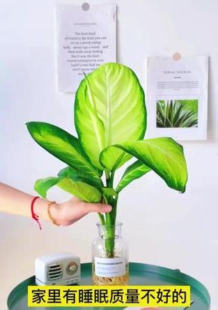 马丽安万年青的栽培技术要点？