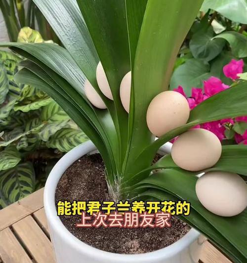 君子兰换盆需要注意什么？