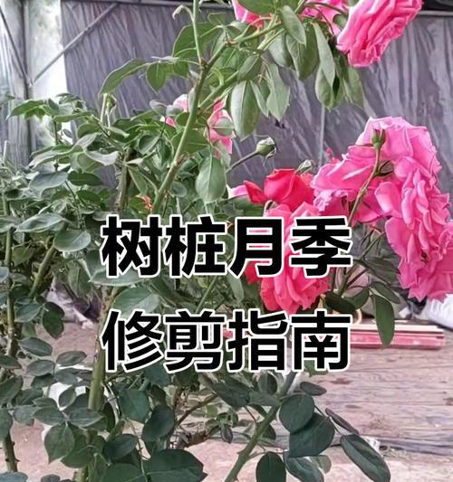 多花苞月季苗的修剪方法是什么？如何修剪才能促进开花？