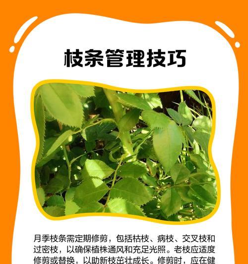 多花苞月季苗的修剪方法是什么？如何修剪才能促进开花？
