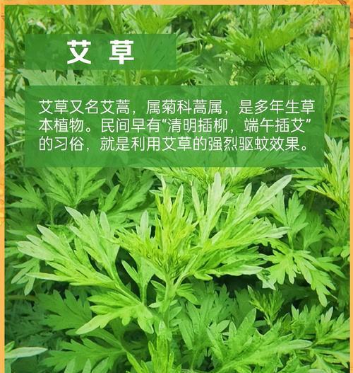 哪些观赏植物具有防蚊效果？