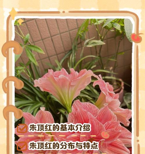 朱顶红的别名雅称是什么？朱顶红的其他名称有哪些？