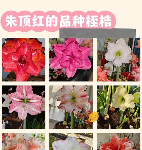 朱顶红的别名雅称是什么？朱顶红的其他名称有哪些？