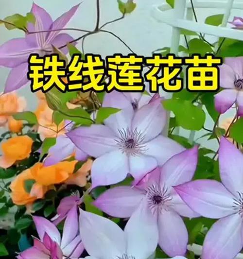 铁线莲爬藤生长的秘诀是什么？