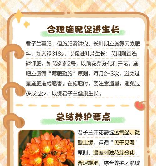 君子兰开花后如何护理？开花期的养护要点是什么？