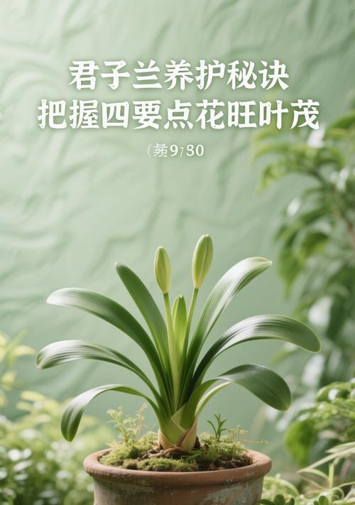 君子兰开花后如何护理？开花期的养护要点是什么？